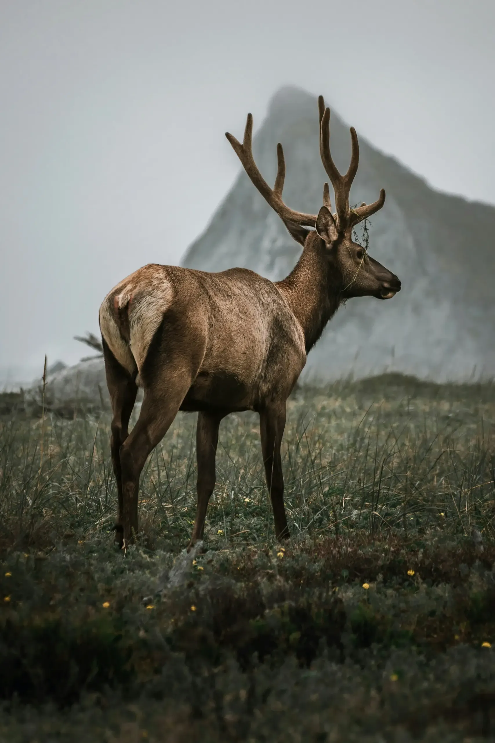 Bull elk at humboldt lagoons state park