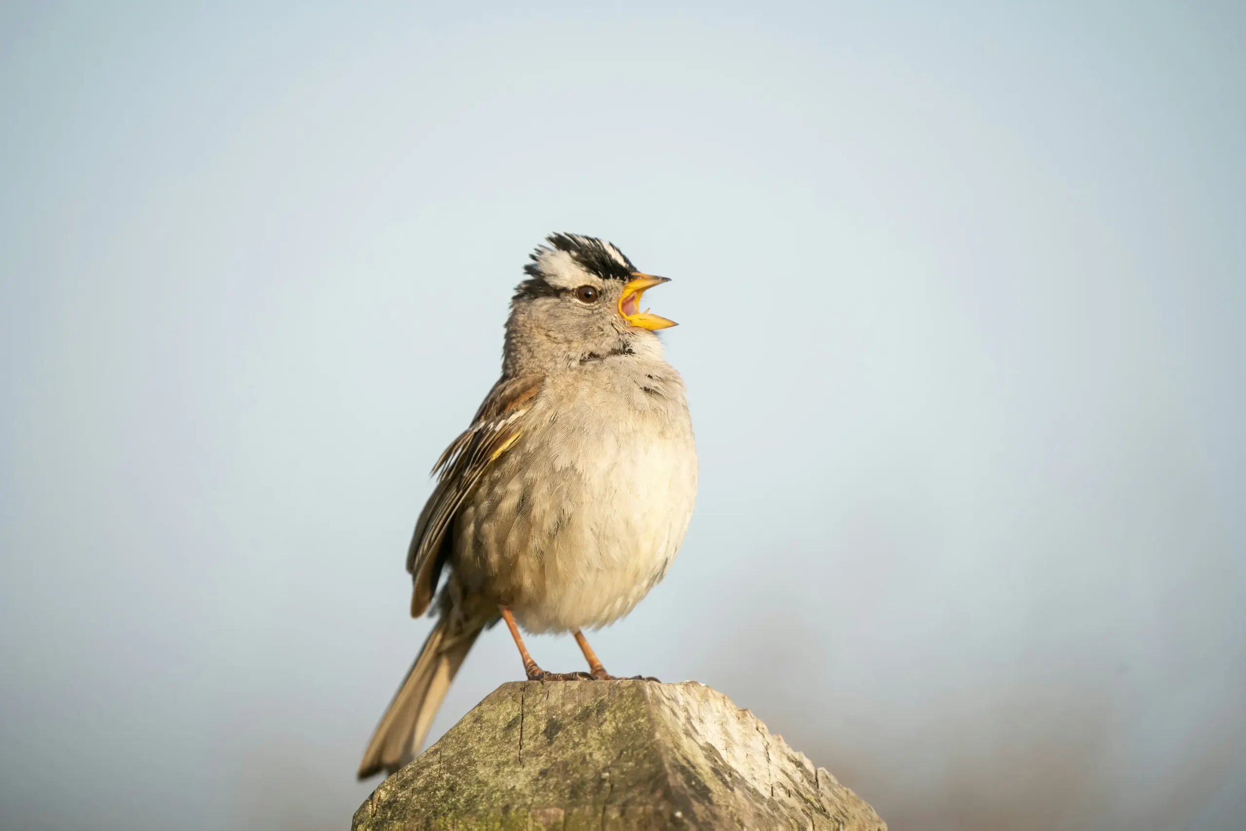 a white crowned sparrow in trinidad ca