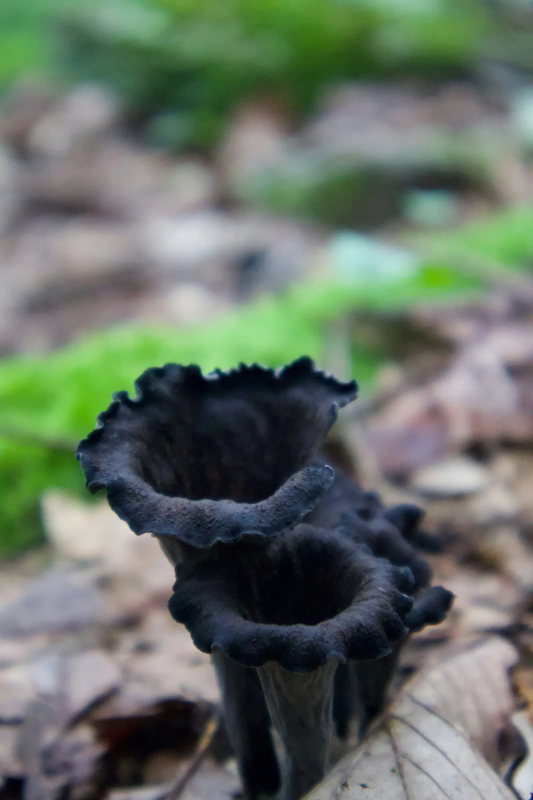 black trump mushrooms