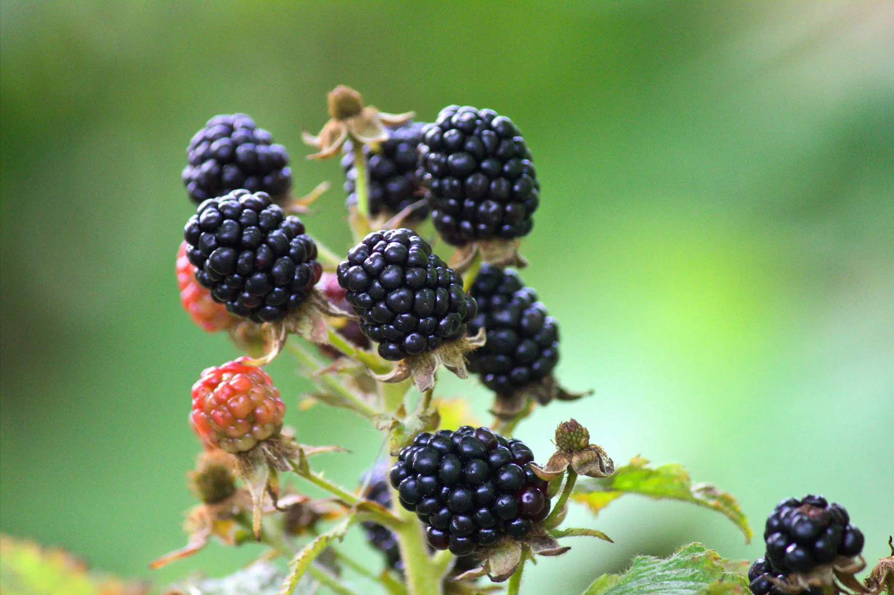 blackberry branch