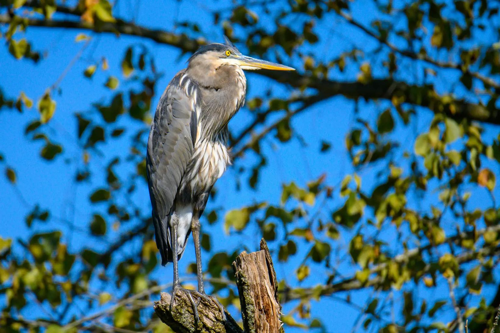 blue heron