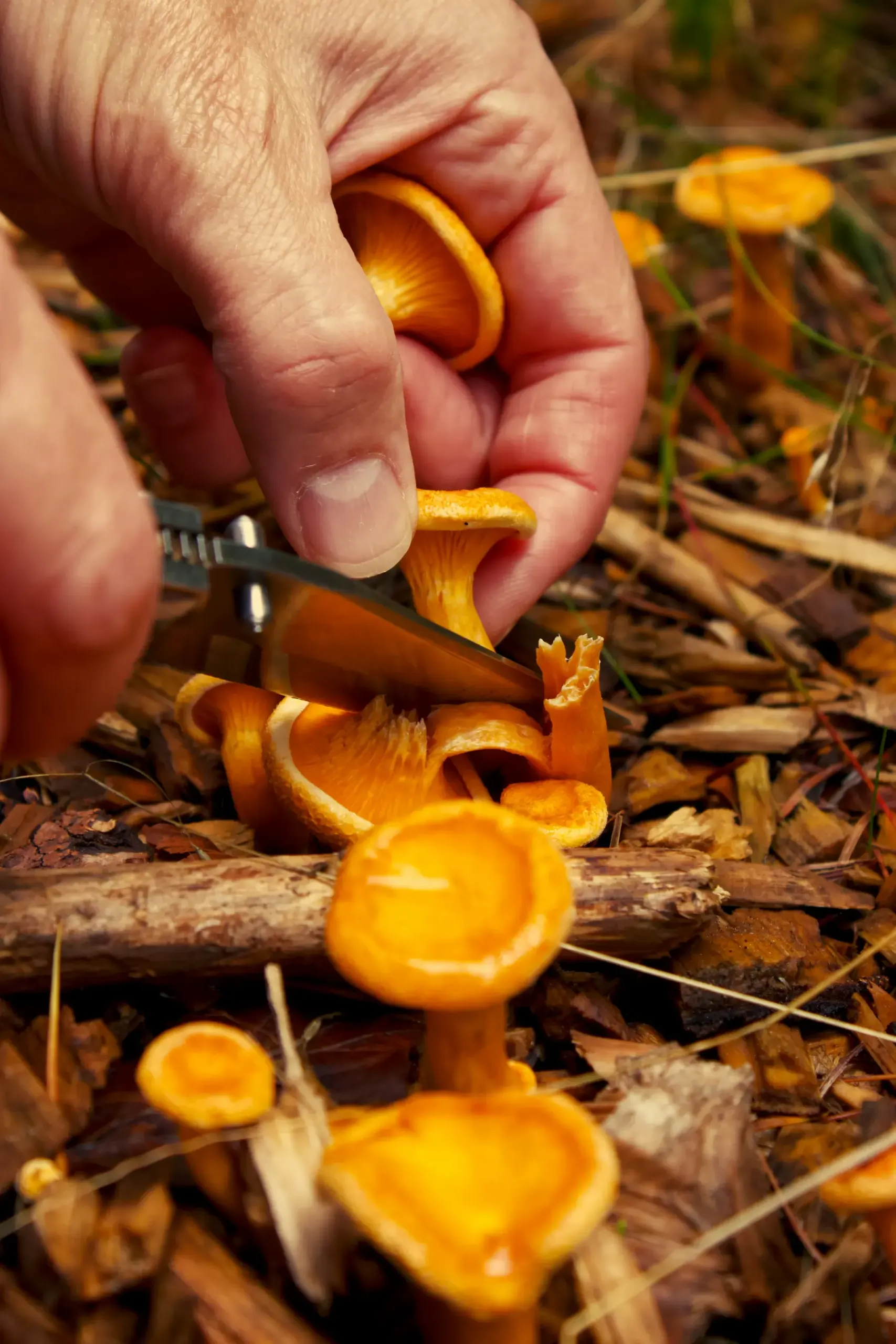 chanterelle foraging