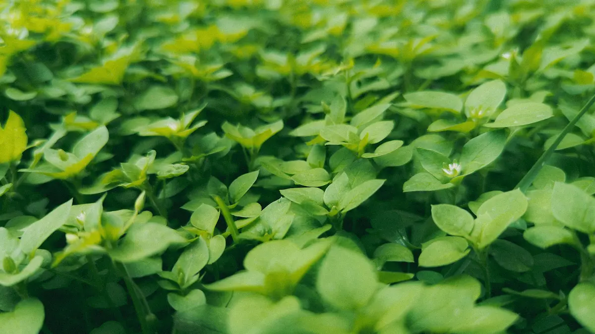 chickweed