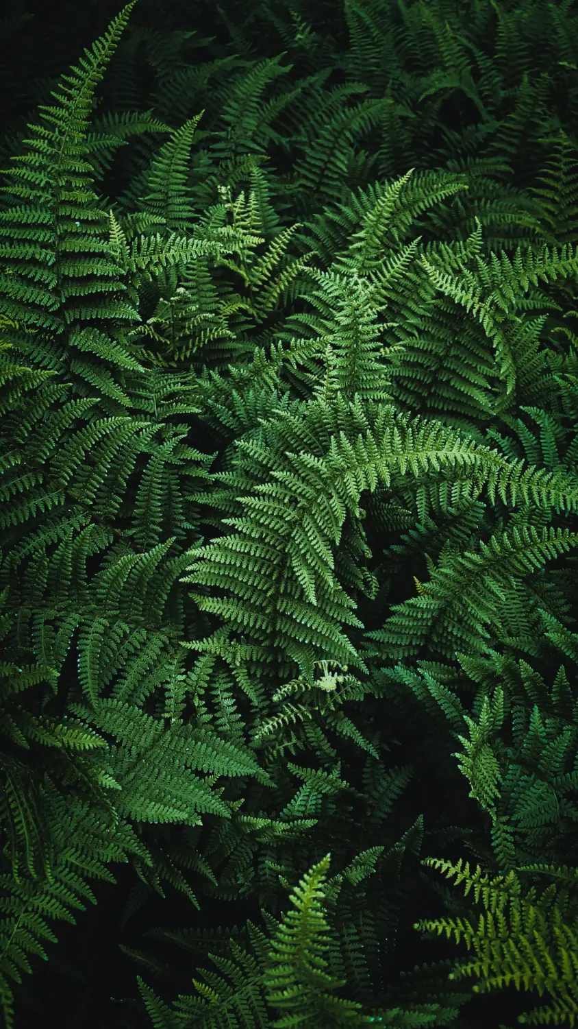 closeup of redwood forest floor ferns
