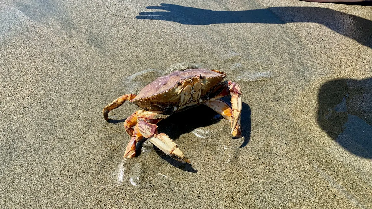 dungeness crab