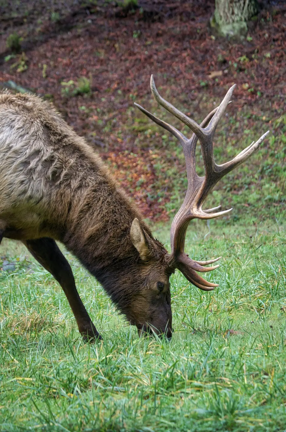elk grazing a field in trinidad california