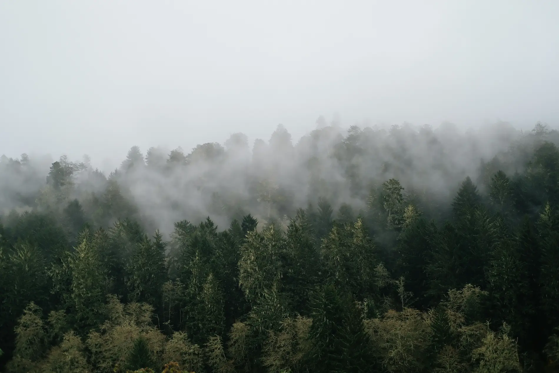 foggy redwoods