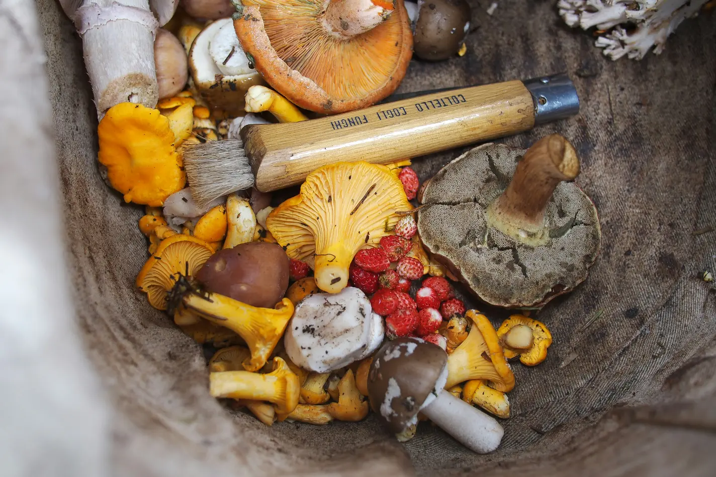 mushroom foraging in humboldt county