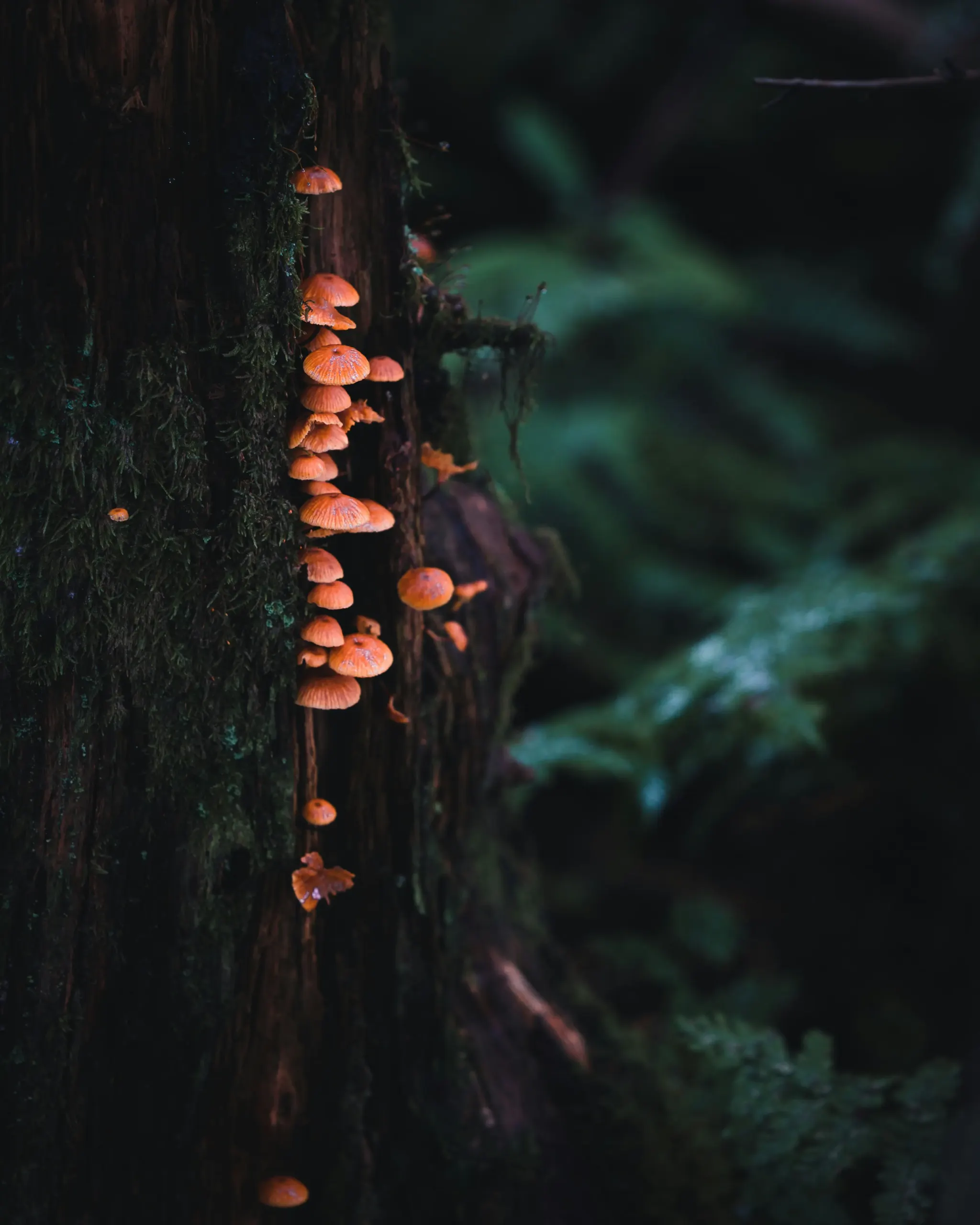 mushroom foraging near trinidad ca