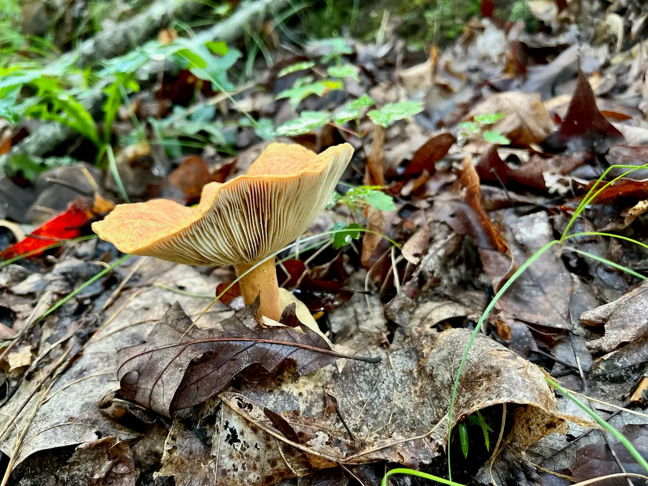 mushroom foraging