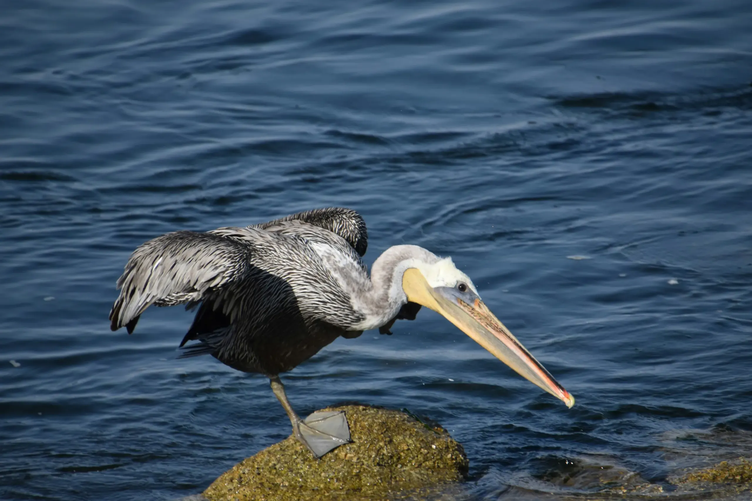 pelican near trinidad ca