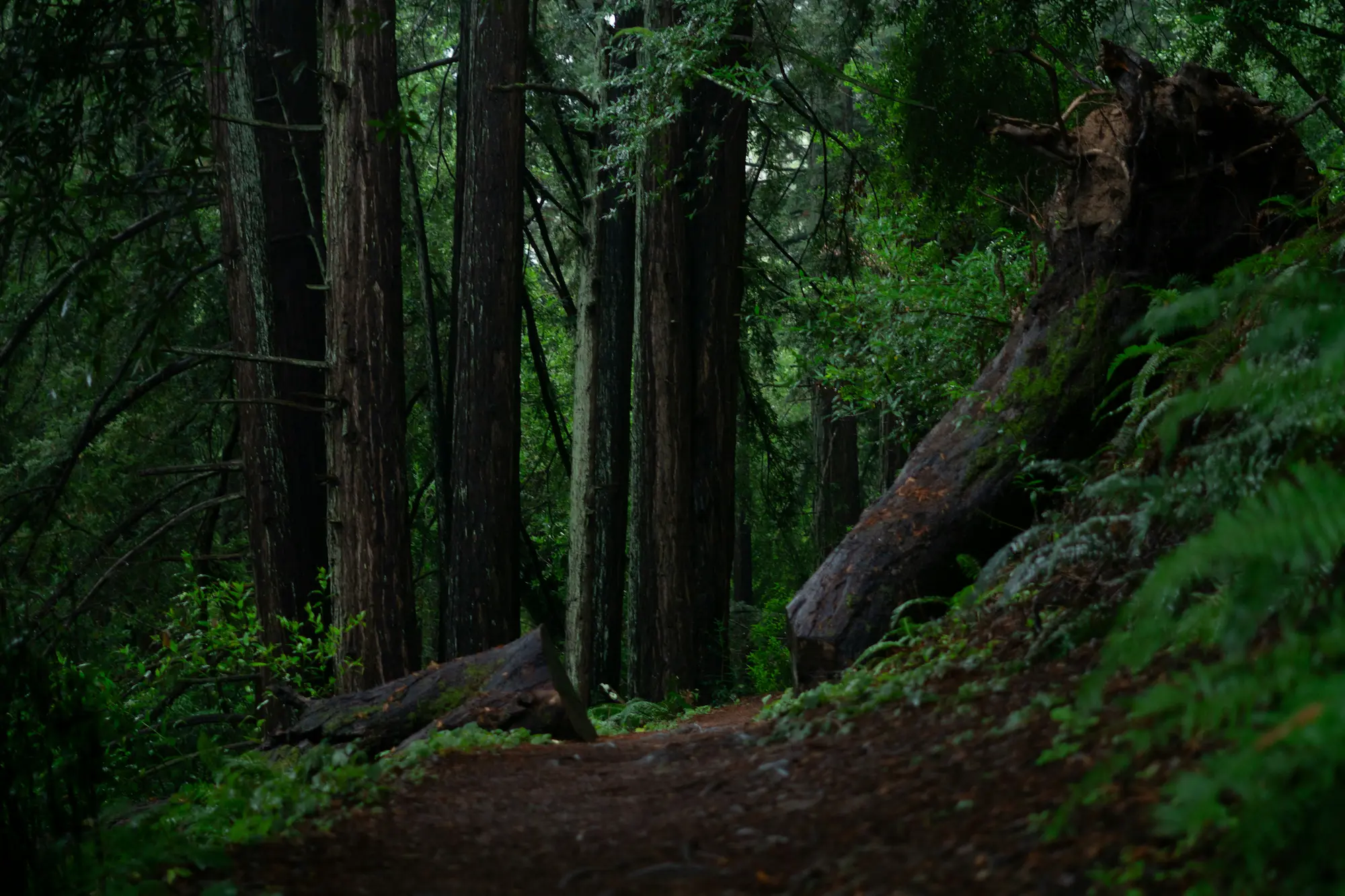 rainy day hikes