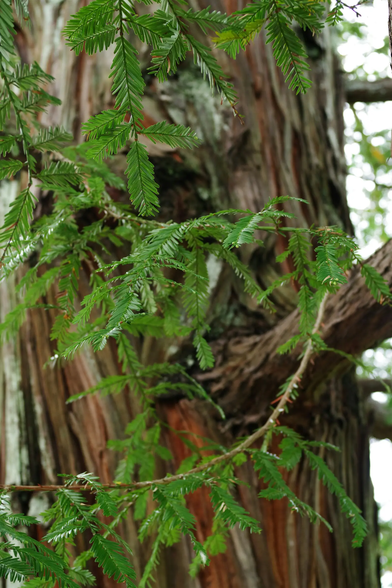 redwood ferms redwood ferms