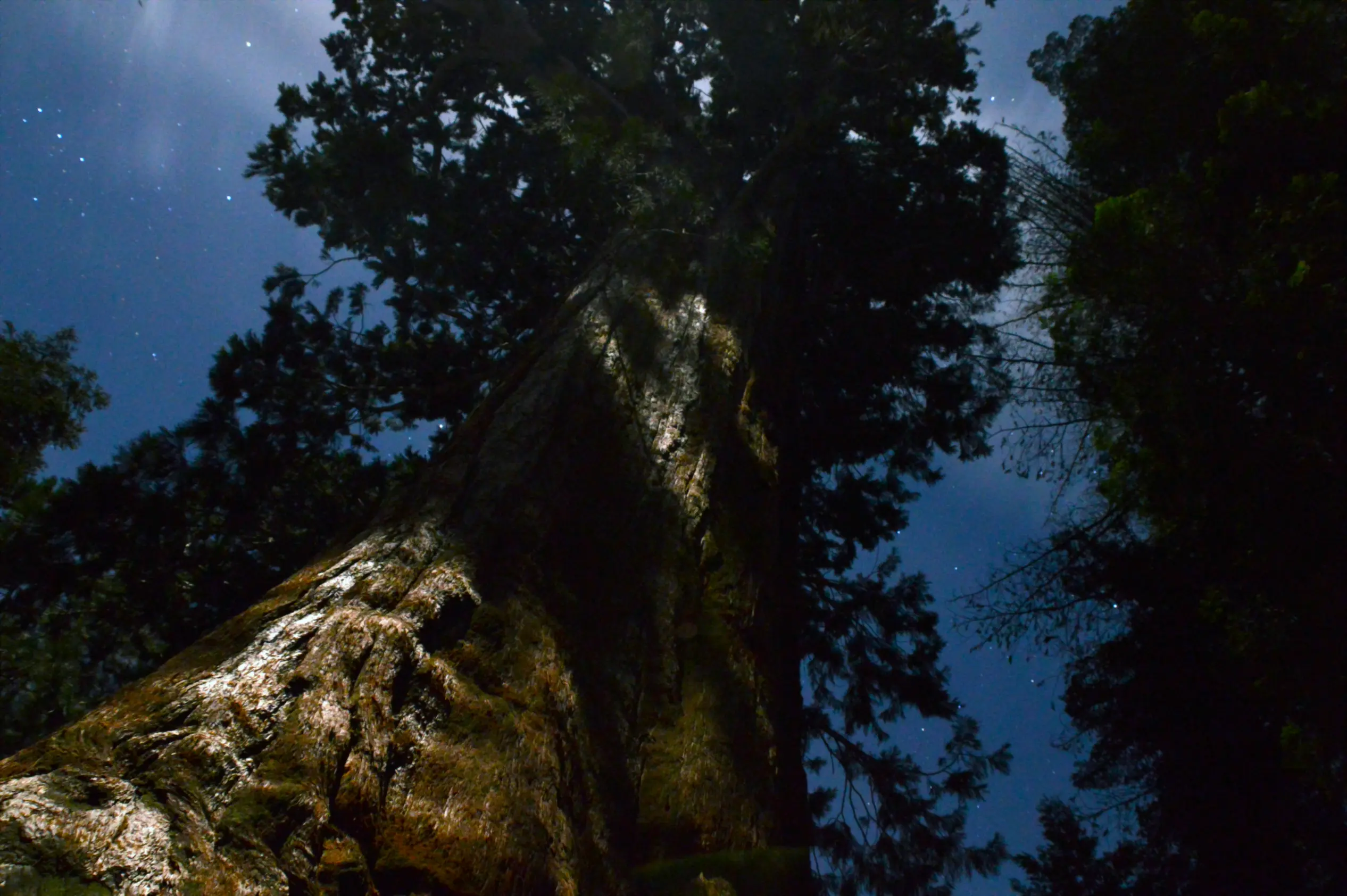 redwood moon