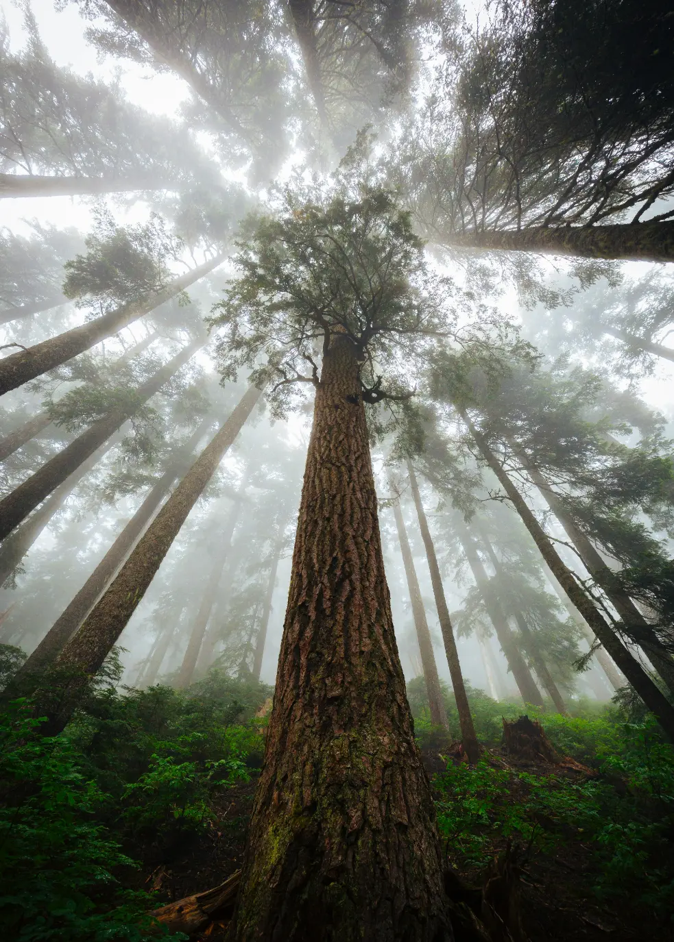 redwoods gorgeous view in trinidad ca