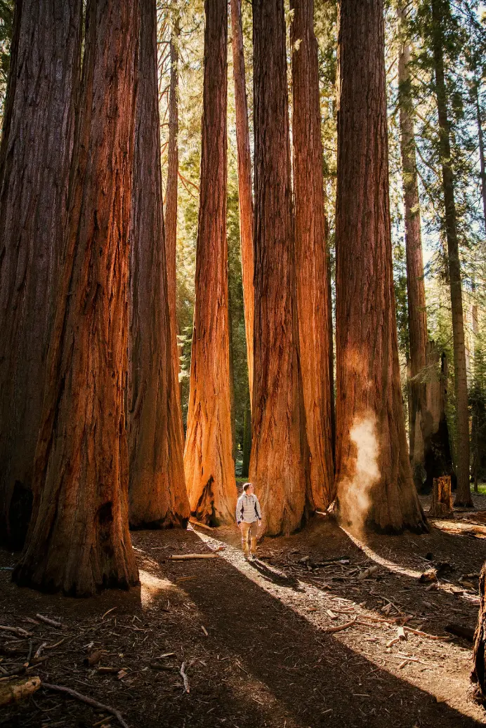 redwoods in trinidad ca