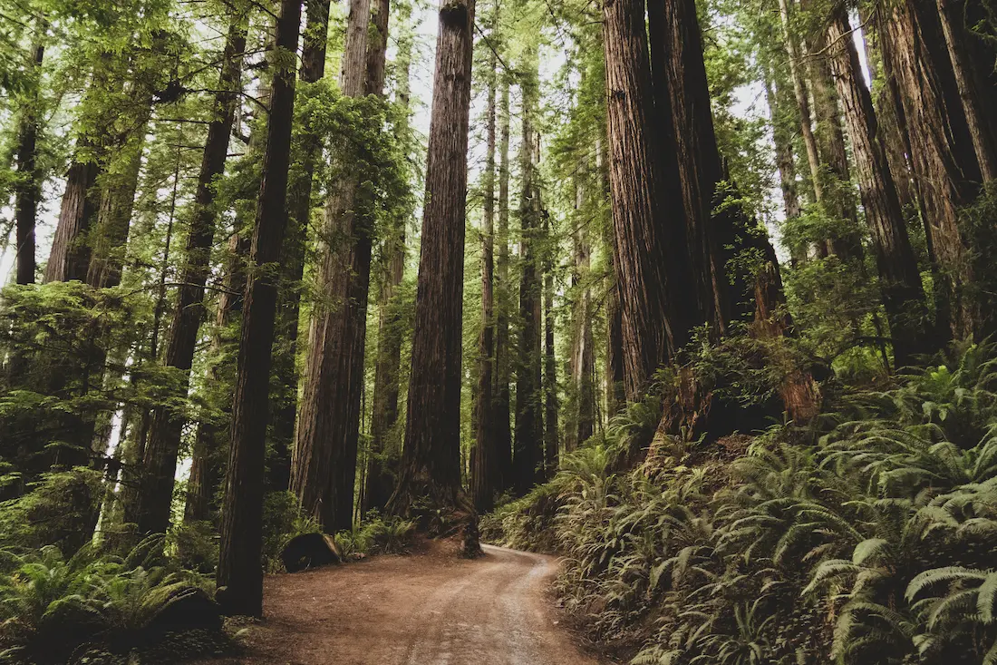 redwoods