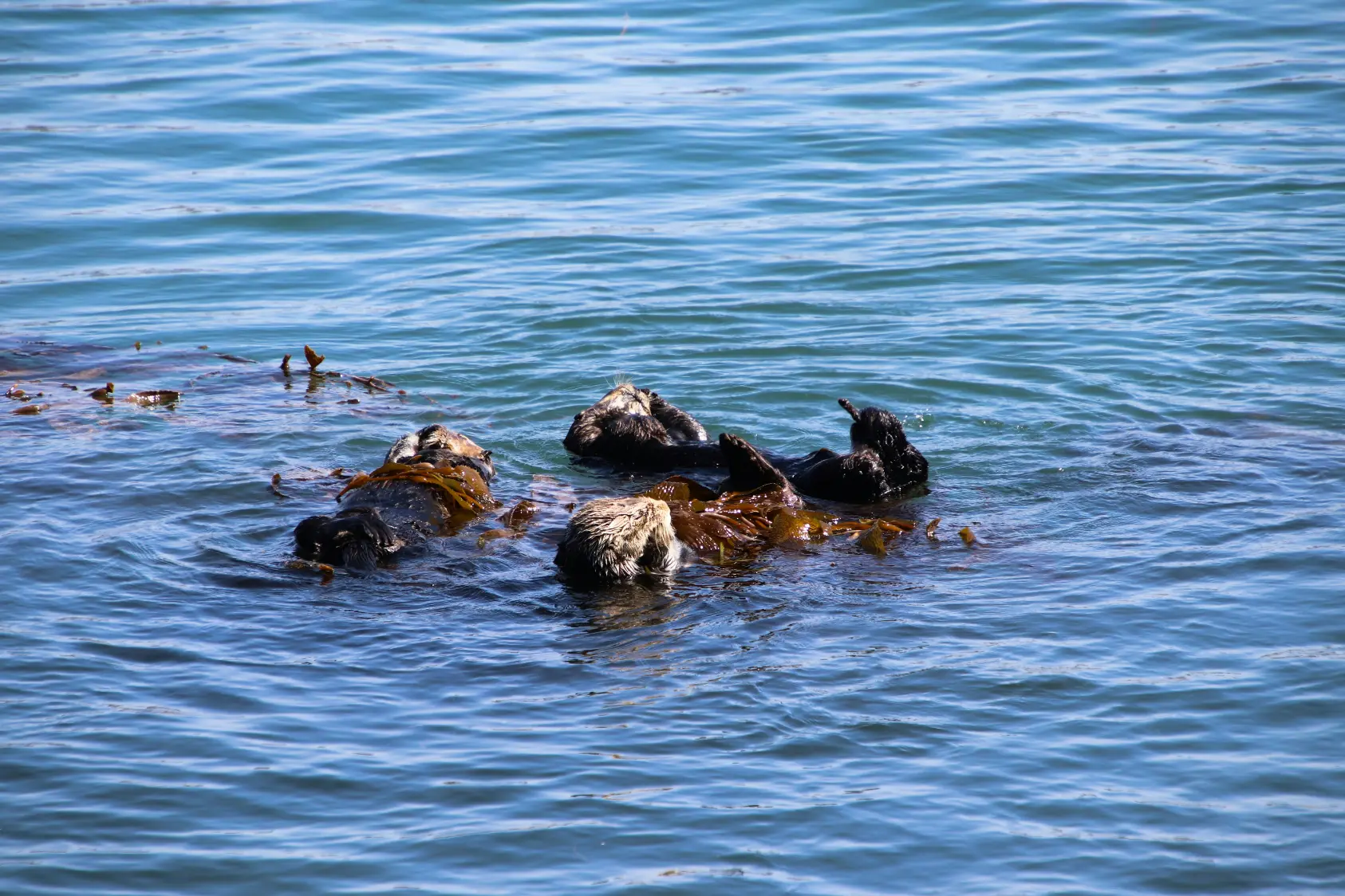sea otters