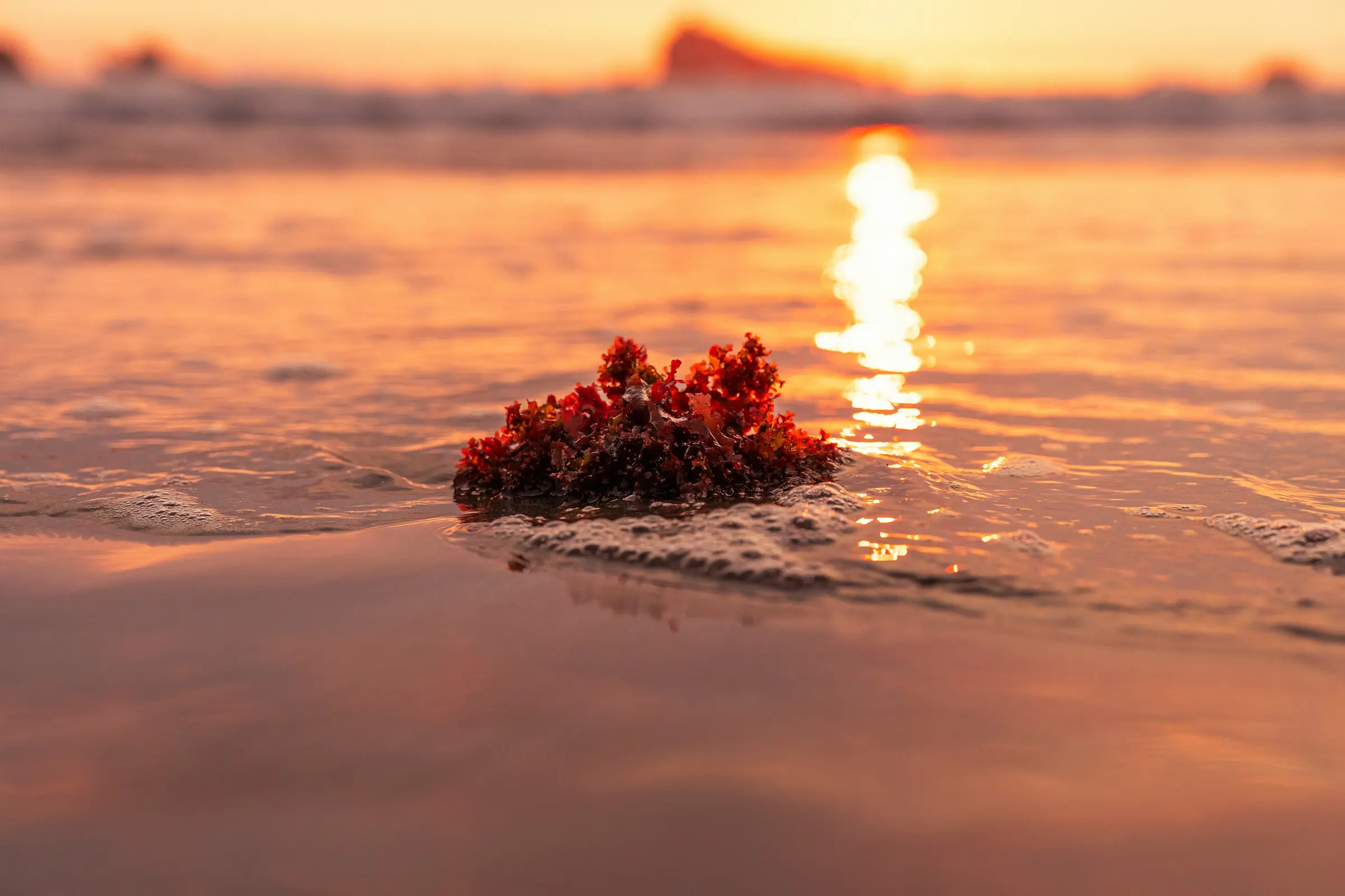 seaweed