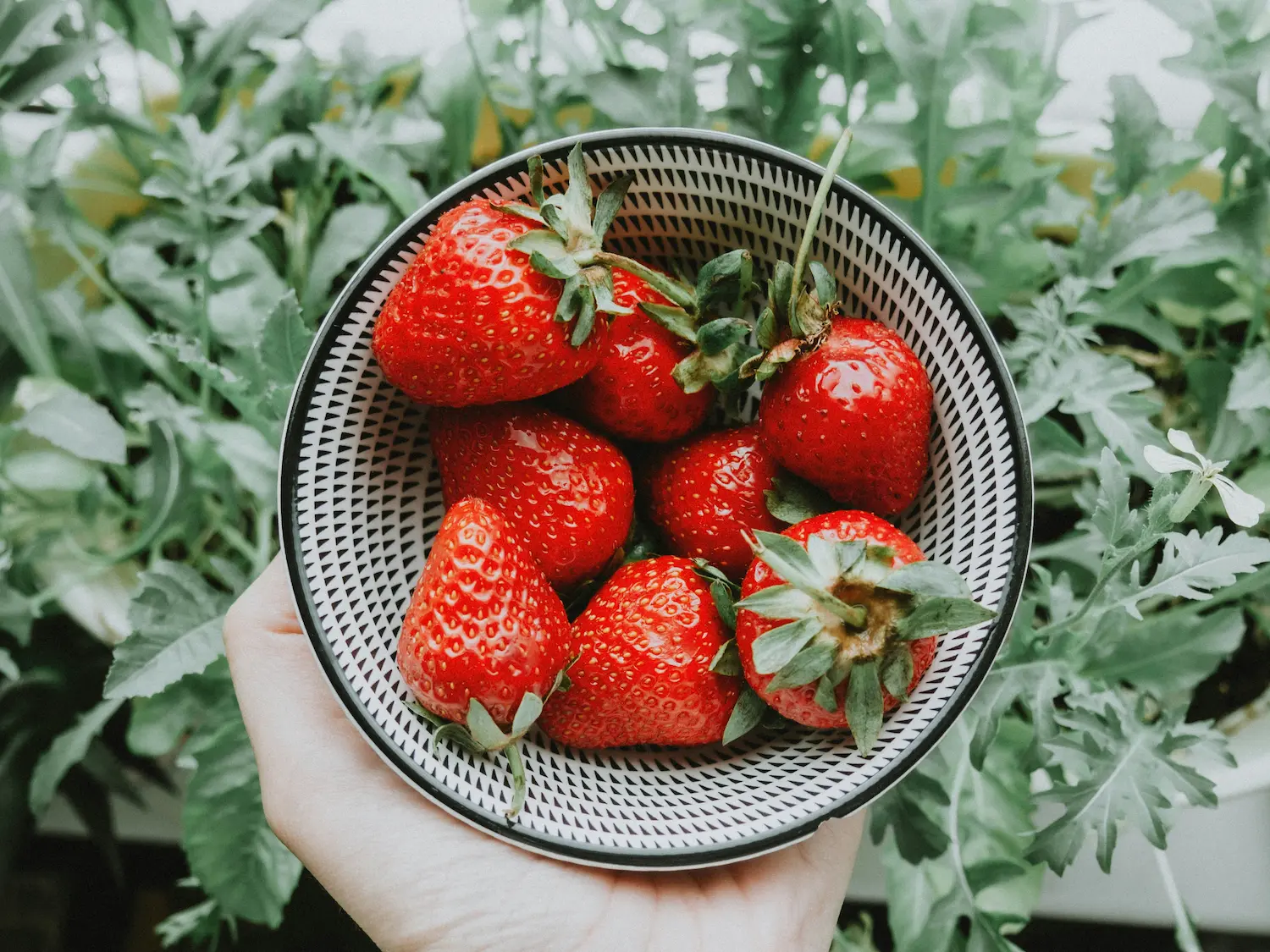 strawberries