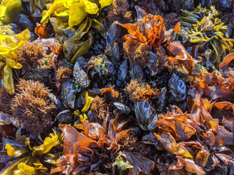 tidepool at patricks state park