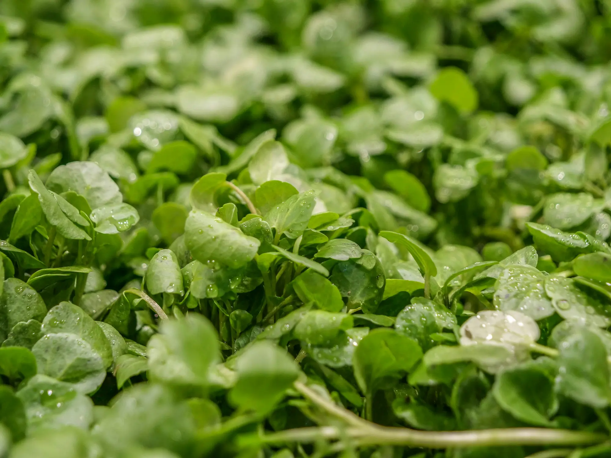 watercress