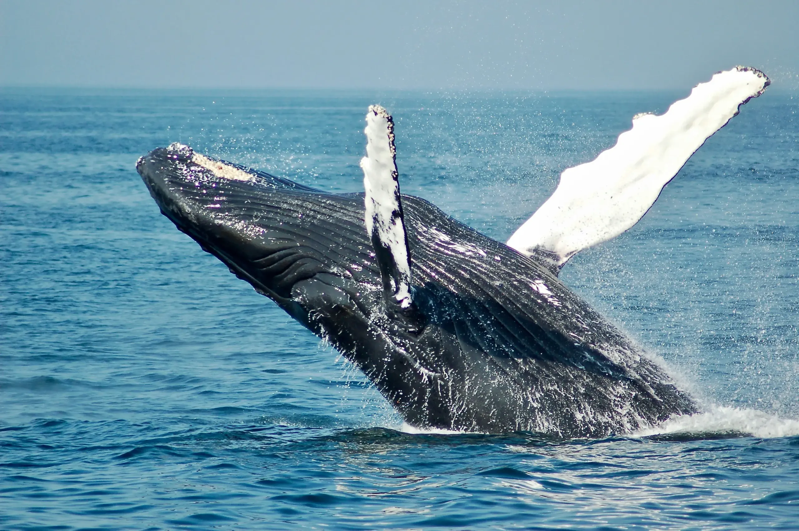 gray whale