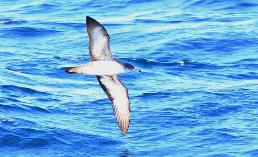pelagic birding
