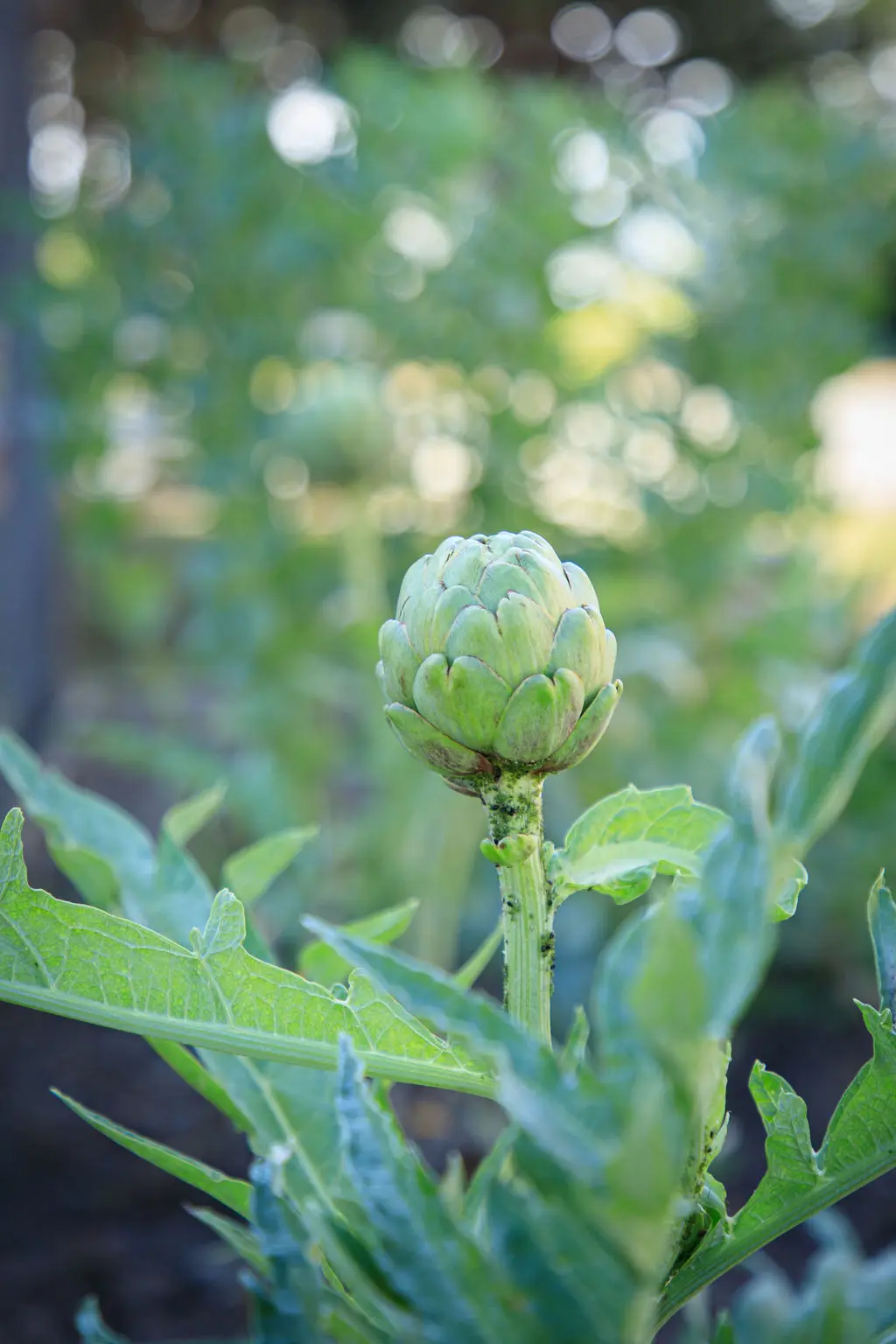 14 The Schoolhouse Inn Trinidad CA The Schoolhouse Inn Trinidad CA